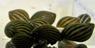 Live Zebra Nerite Snails for Your Fish Tank Aquarium