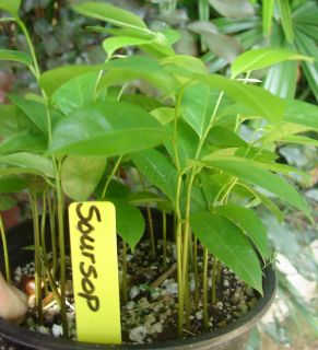 Soursop Annona Muricata Exotic Tropical Fruit Tree Guanabana Live 8 12 