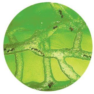 Uncle Milton Illuminated Ant Farm Gel Live Colony Habitat Science Ants 