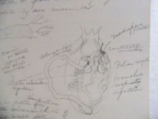 Smith College Student 1892 Handwritten Medical Drawings Notes 