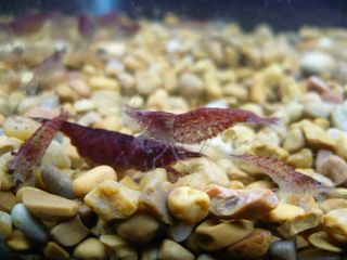 LIVE RED CHERRY SHRIMP ~ freshwater aquarium & fish tank algae clean 