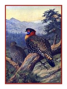 Archibald Thorburns Tragapan Pheasant Bird Counted Cross Stitch Chart 