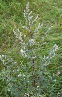 000 Mugwort Artemisia vulgaris Common Wormwood Seeds