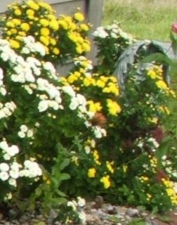 Perennial Yellow or White Chrysanthemum Fall Mum Garden 50 Seeds Plus 
