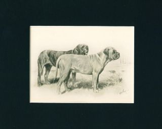 Antique Dog Print Article 1897 English Mastiff Arthur Wardle