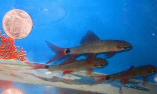 Rainbow Shark for Live Freshwater Aquarium Fish