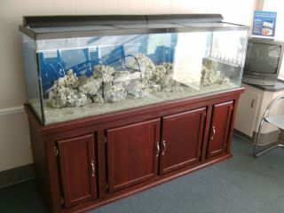 Beautiful 125 gal fish tank aquarium on stand with filters pump and 