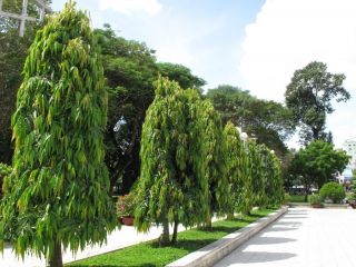 20 Polyalthia Longifolia Seeds False Ashoka Buddha Tree Indian Fir 