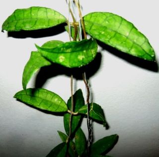 You are watching exact plant of Hoya finlaysoni​i Large Leaves, 1 