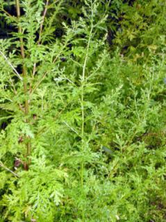 Artemisia Annua 300 Seeds Sweet Annie Sagewort Wormwood