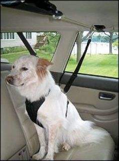 New Kurgo Auto Zip Line Dog Pet Car SUV Leash Harness