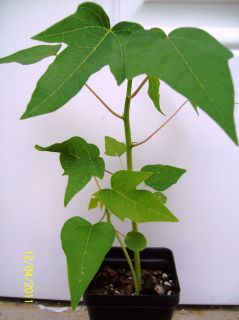 Tropical Florida Papaya Fruit Tree ~ Live Plant
