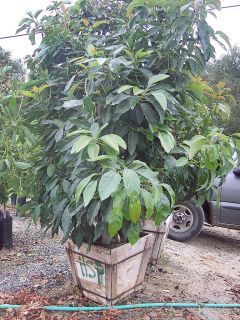 24 Box Hass Avocado Fruit Tree at Producing Stage Big
