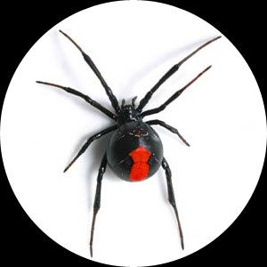 2006 $1 Red Back Spider 1 oz Silver Proof Coin