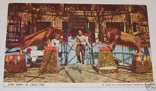 1952 Lion Show in St Louis Zoo Missouri Postcard