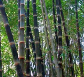 Dendrocalamus Aspera Giant Bamboo 10 Seeds