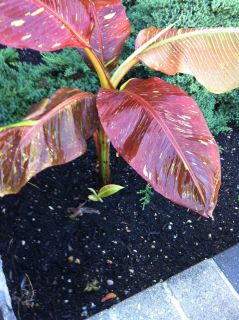 Musa Siam Ruby Banana Tree Seedling Great Red Color Plant by Your 