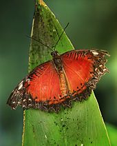 170px Leopard_Lacewing_Cethosia_cyane_2_Richard_Bartz_