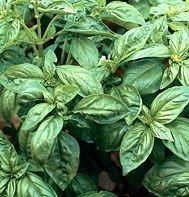 Basil Genovese 50 Herb Seeds Containers