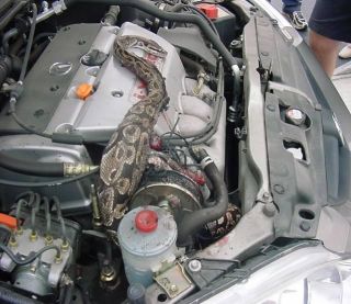 probably the same way this snake got in the car engine it was a warm 