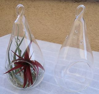 Pack Large 7.25 Glass Tear Drop Plant Orb/Terrarium $6.95ea.
