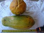 carica papaya edible belizean melon papaya 30 seeds buy it