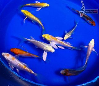 10 Lot 2 4 Assorted Butterfly Fin Live Koi Fish Pond Garden NDK 