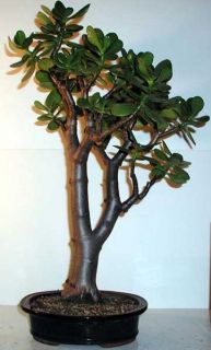 The jade plant is a popular succulent houseplant. Sometimes called the 
