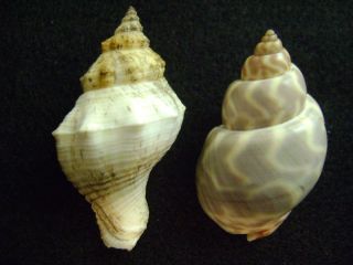 PC Seashell Sea Shell Japan Taiwan Cancellaria Cantharus Collection 