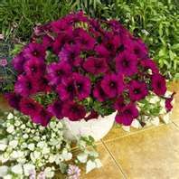    Ramblin Burgundy Chrome Flower Plants Trailing or Wave Type Blooms