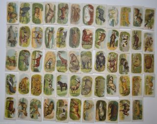 Set of 60 Animal Tobacco Cards Millbank 1920s Trading Cards °