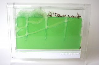 Uncle Milton Lighted Ant Farm Gel Colony 3D LED Light Up Ant Habitat 
