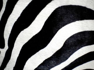 Zebra Print Printed Cowhide Skin Rug Cow Hide DC3658