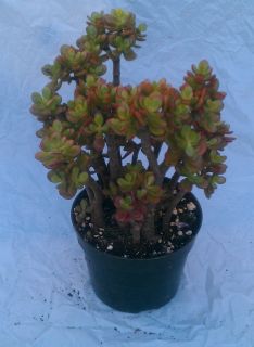 Succulent Bonsai Plant in 6 Pot About 16 Tall