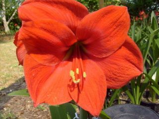   Amaryllis seed Hippeastrum Red Lion X with Flamenco Queeen lily flower