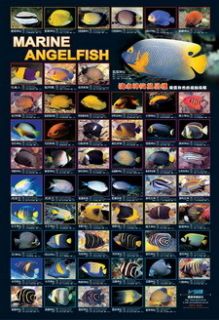 Azoo Marine Fish Angle Fish Fishes Aquarium Pet Poster