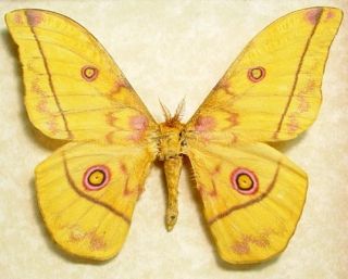 Nudaurelia Dione Yellow Framed Silk Moth Pink Eyes Cameroon 8102