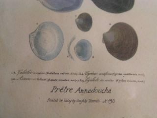Antique Grafiche Tassotti Prints of Molluscs Italy