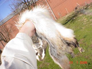 Badger big pelt tanned fur hide skin w/ft. makes a sporran or craft 