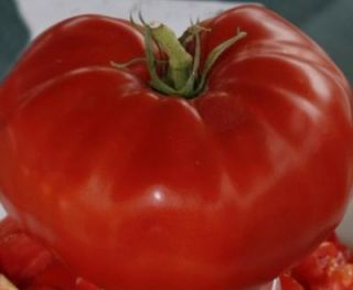 Tomato Heirloom Open Pollinated 100 Commercial Quality Seeds