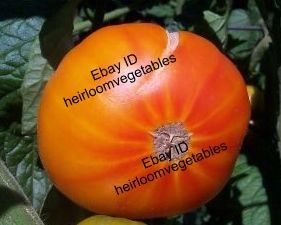 30 Mr. Stripey Heirloom Tomato Seeds RARE. ***SAME DAY SHIPPING***