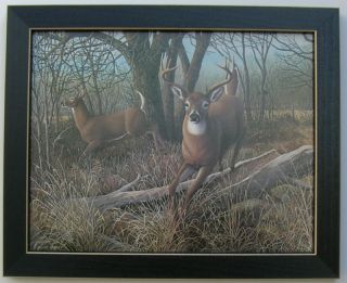 Deers Antlers Big Buck Deer Framed Country Pictures
