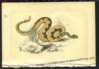   Snakes Lizards and Frog Prints Bicknells Natural History 1851