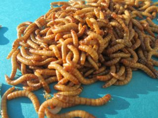   Mealworms Med LG Farm Raised Reptile Bird Chicken Food Treats