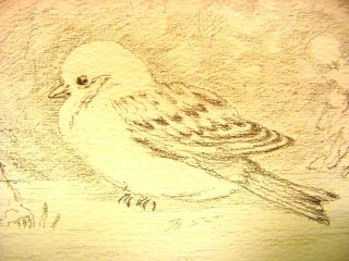 1930 40s C. Palmer Pencil Drawing of a Bird   Snow Bunting #12