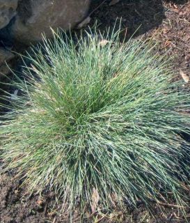 Mound Forming Blue Fescue Grass Seeds Perennial