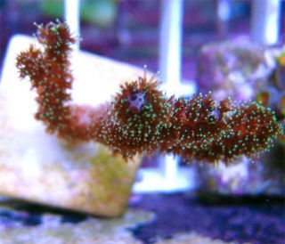 Metallic Birdsnest Live Coral WYSIWYG