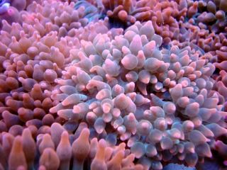 Blacker Black Ice Clownfish with Bonded Rose Bubble Anemone
