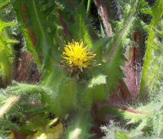 Blessed Thistle has leaves that are long, slender, sharply toothed 