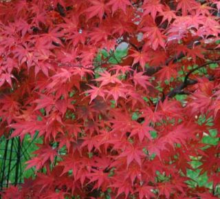 Bloodgood Japanese Maple 1 Year Tree